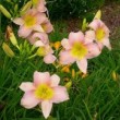 ヘメロカリス Hemerocallis