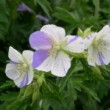 ゲラニウム・プラテンセ・ストリアタム Geranium pratense striatum