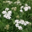 セイヨウノコギリソウ Achillea millefolium