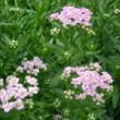 アキレア・ラブパレード Achillea sibirica Love Parade