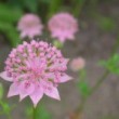 アストランティア・マキシマ Astrantia maxima