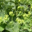 アルケミラ・モリス Alchemilla mollis