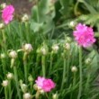 アルメリア・マリティマ Armeria maritima