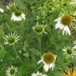 エキナセア・ホワイトスワン Echinacea purpurea White Swan