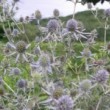 エリンギウム・プラナム Eryngium planum