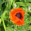 オリエンタルポピー Papaver orientale
