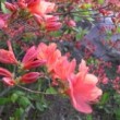 エゾヤマツツジ Rhododendron kaempferi