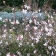 ガウラ Gaura lindheimeri