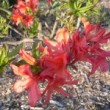 カバレンゲツツジ Rhododendron japonicum