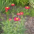 クリサンセマム・ロビンソンレッド Chrysanthemum coccineum