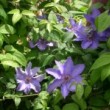 クレマチス Clematis