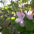 クロフネツツジ Rhododendron schlippenbachii