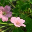 ゲラニウム・エンドレッシー Geranium endressi