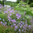 ゲラニウム・ジョンソンズブルー Geranium Johnson's Blue