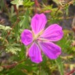 ゲラニウム・ビジョンバイオレット Geranium sanguineum