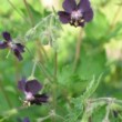 ゲラニウム・ファエウム Geranium phaeum