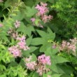 キョウガノコ Filipendula purpurea