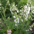 サルビア・スワンレイク（メドーセージ） Salvia pratensis Swan Lake