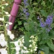 サルビア・トランシルバニカ Salvia transylvanica