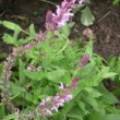 サルビア・ローズクイーン Salvia x superba Rose Queen