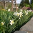 スイセン Narcissus　spp