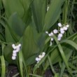 スズラン Convallaria keiskei