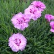 ダイアンサス・ライオンロック Dianthus　spp