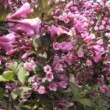 タニウツギ Weigela hortensis