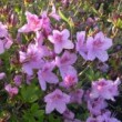 チョウセンヤマツツジRhododendron yedoense var. poukhanense