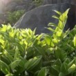 斑入りアマドコロ　Polygonatum odoratum var. pluriflorum
