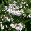 ヒメウツギ Deutzia gracilis