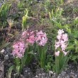 ヒヤシンス Hyacinthus orientalis