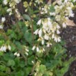 ヒューケラ・サンギネア(白花) Heuchera sanguinea Alba