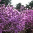 エゾムラサキツツジ Rhododendron dauricum