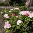 ハクサンシャクナゲ　Rhododendron  brachycarpum G. Don