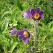 セイヨウオキナグサ Pulsatilla vulgaris