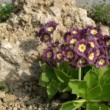 プリムラ・オーリキュラ Primula auricula