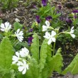 サクラソウ　 Primula sieboldii