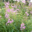 ヤナギラン Epilobium angustifolium