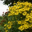 ヘレニウム Helenium autumnale