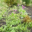 ヴァーバスカム・ヴィオレッタ　Verbascum  phoeniceum Violetta