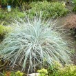 エリムス・ブルーグラス Elymus magellanicus