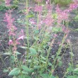 アガスタケ・ヘザークイーン　Agastache  cana Heather Queen