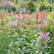 エゾクガイソウ Veronicastrum sachalinense