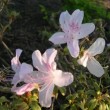 リュウキュウツツジ Rhododendron　mucronatum