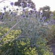 ルリタマアザミ Echinops ritro