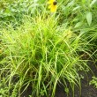 カレックス・アイスファウンテン Carex muskingumensis