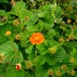 ゲウム Geum　