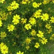 コレオプシス・バーティシラータ Coreopsis verticillata