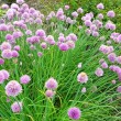 チャイブ Allium schoenoprasum